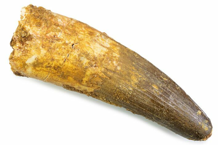 Real Spinosaurus Tooth - Robust Dinosaur Tooth #374001